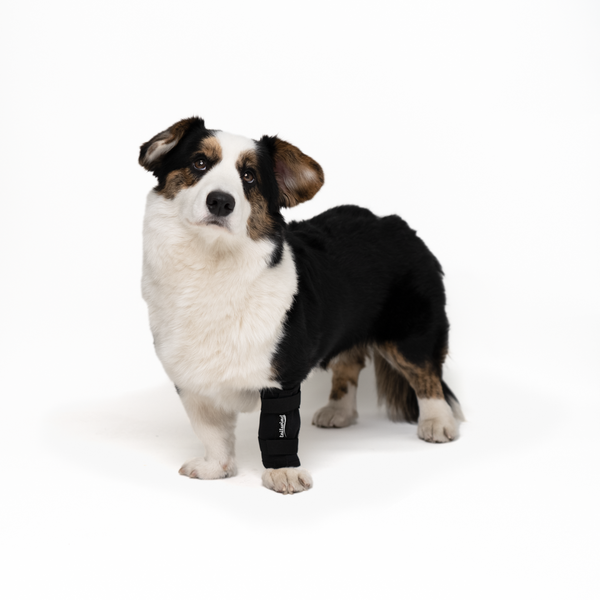 Karpalbandage für Hunde - Vorbeugung von Schmerzen (Vorderbeinunterstützung)