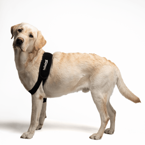 Maßgefertigte Ellenbogenbandage für Hunde - verbessert die Genesung (Unterstützung des Vorderbeins)
