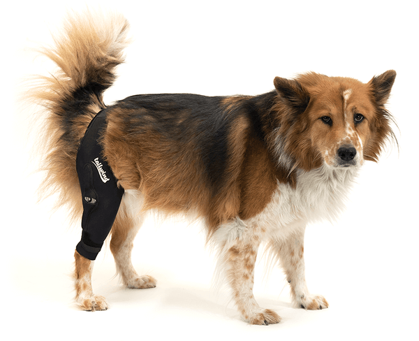 Gelenkunterstützte Kniebandage für Hunde - Kreuzbandstütze und verbesserte Ruhigstellung